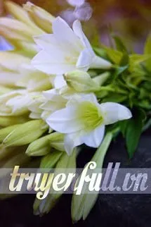 Mùa Hoa Loa Kèn Nở Rực Rỡ Poster